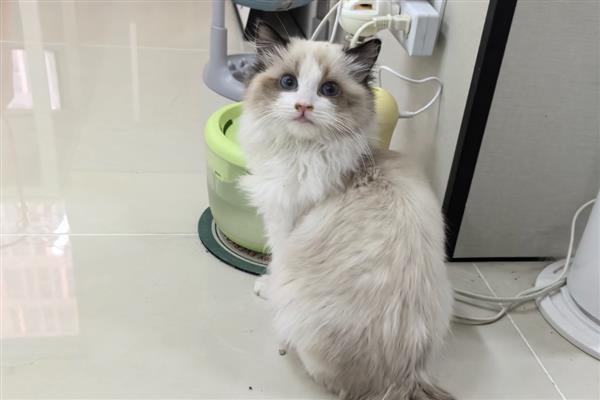 哪些人容易被猫咪抓伤，常见的有新人、小孩等
