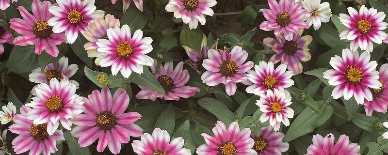 荷兰菊开完后如何养护，将残花连同花茎一起剪除可节省养分