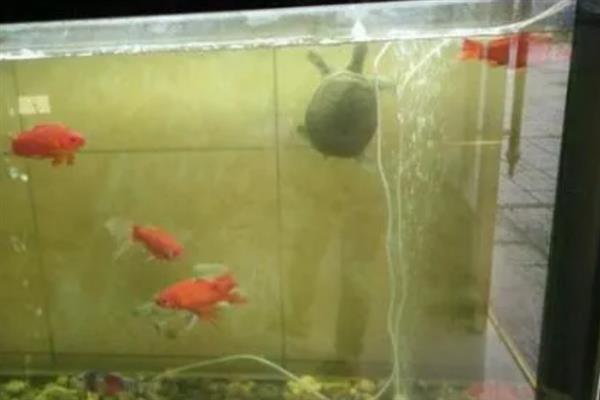 甲鱼和鱼能不能养在一起，不可和小鱼一起混养