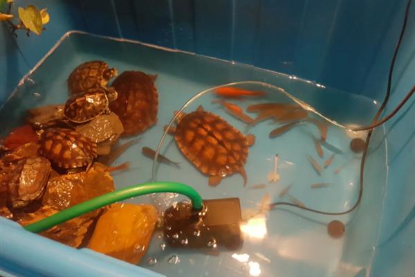 甲鱼和鱼能不能养在一起，不可和小鱼一起混养