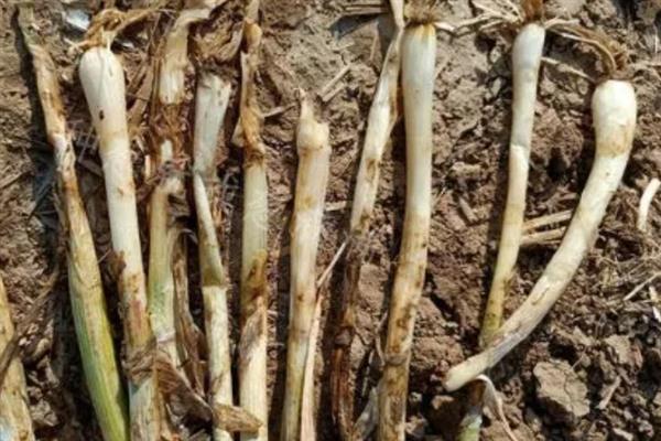 大葱烂根发臭的原因，大多是重茬连作、根部积水、病害侵袭等因素所致