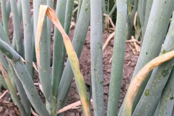 大葱烂根发臭的原因，大多是重茬连作、根部积水、病害侵袭等因素所致