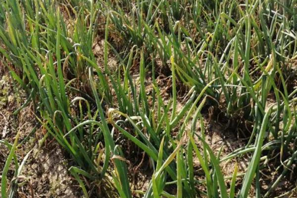 大葱烂根发臭的原因，大多是重茬连作、根部积水、病害侵袭等因素所致