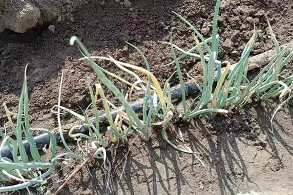 大葱烂根发臭的原因，大多是重茬连作、根部积水、病害侵袭等因素所致