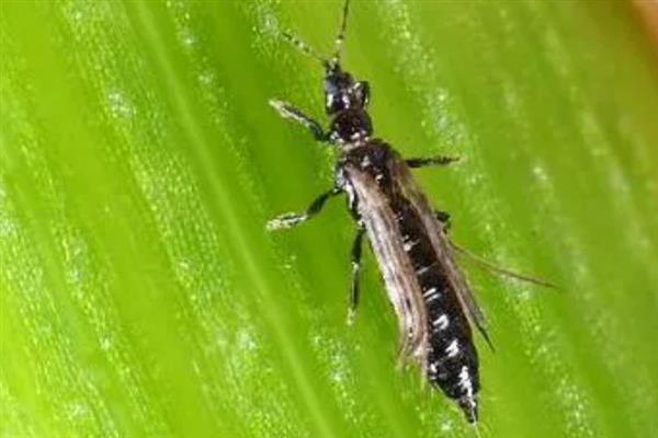 大葱烂根发臭的原因，大多是重茬连作、根部积水、病害侵袭等因素所致