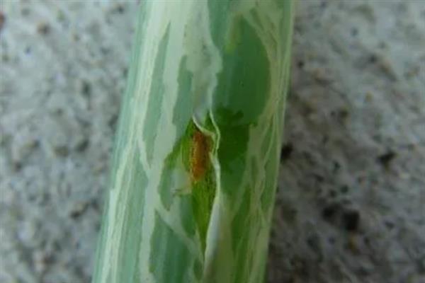 大葱烂根发臭的原因，大多是重茬连作、根部积水、病害侵袭等因素所致