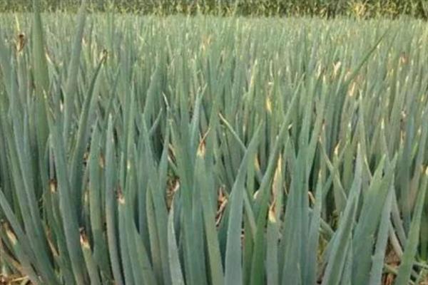 大葱烂根发臭的原因，大多是重茬连作、根部积水、病害侵袭等因素所致