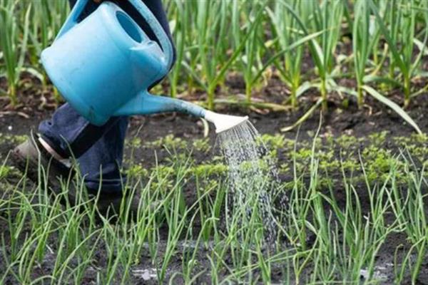 大葱烂根发臭的原因，大多是重茬连作、根部积水、病害侵袭等因素所致