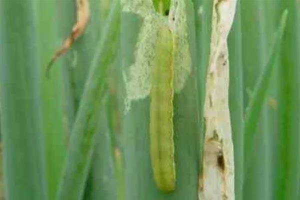 大葱烂根发臭的原因，大多是重茬连作、根部积水、病害侵袭等因素所致