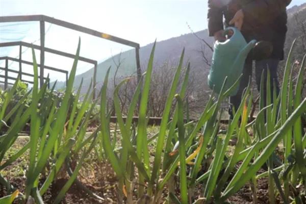 大葱烂根发臭的原因，大多是重茬连作、根部积水、病害侵袭等因素所致