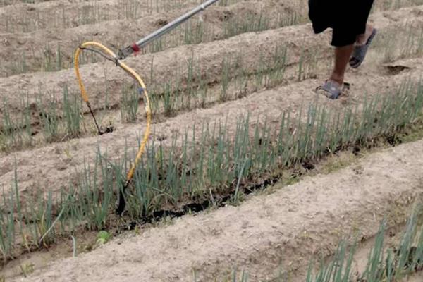 大葱烂根发臭的原因，大多是重茬连作、根部积水、病害侵袭等因素所致