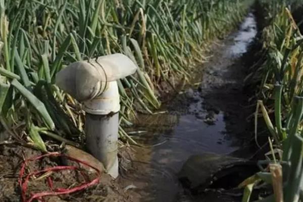 大葱烂根发臭的原因，大多是重茬连作、根部积水、病害侵袭等因素所致