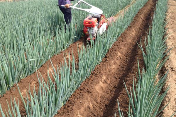 大葱烂根发臭的原因，大多是重茬连作、根部积水、病害侵袭等因素所致