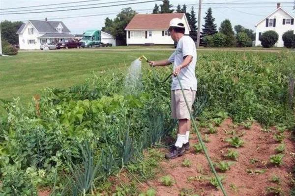 大葱烂根发臭的原因，大多是重茬连作、根部积水、病害侵袭等因素所致
