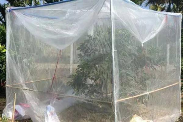 果树怎么防虫，根据害虫类型喷施对应药物