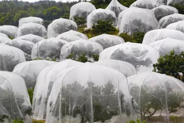 果树怎么防虫，根据害虫类型喷施对应药物