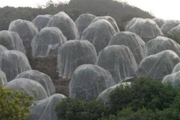 果树怎么防虫，根据害虫类型喷施对应药物