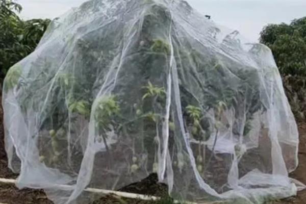 果树怎么防虫，根据害虫类型喷施对应药物