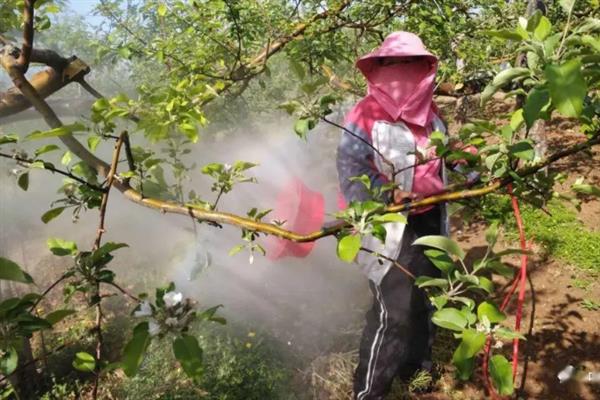 果树怎么防虫，根据害虫类型喷施对应药物