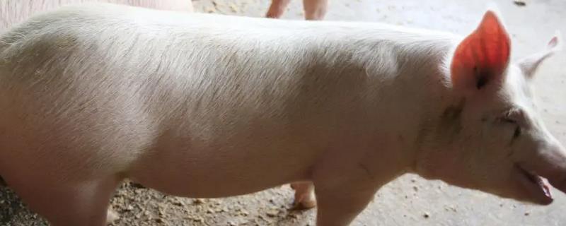 猪眼睛发红不吃食是得了什么病，可能是患有了水肿病