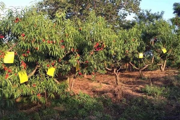 果树怎么防虫，根据害虫类型喷施对应药物