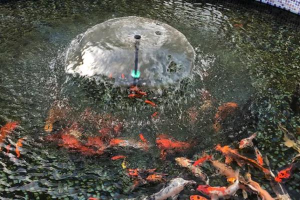 小型鱼池要增氧吗，是需要增氧的