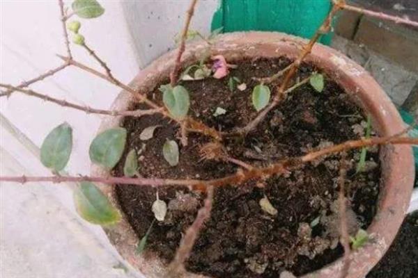 吊金钟长得更茂盛的方式，要注意阳光的强度