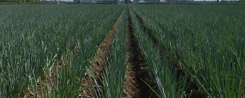 大葱烂根发臭的原因，大多是重茬连作、根部积水、病害侵袭等因素所致