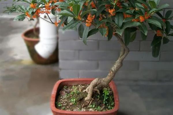 状元红桂花是不是四季桂，属于丹桂里面的一个品种
