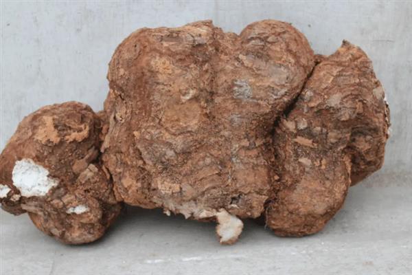 茯苓的高产方法，水引时需使用新挖的鲜苓接种