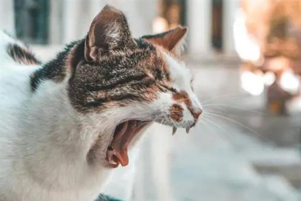 猫感冒打喷嚏能不能喂人用药，容易产生副作用甚至会中毒致死