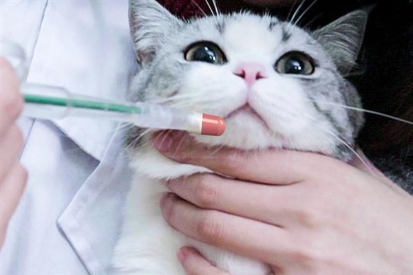 猫感冒打喷嚏能不能喂人用药，容易产生副作用甚至会中毒致死