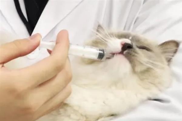 猫感冒打喷嚏能不能喂人用药，容易产生副作用甚至会中毒致死