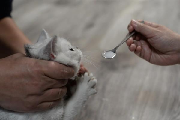 猫感冒打喷嚏能不能喂人用药，容易产生副作用甚至会中毒致死