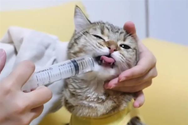 猫感冒打喷嚏能不能喂人用药，容易产生副作用甚至会中毒致死