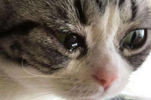 猫感冒打喷嚏能不能喂人用药，容易产生副作用甚至会中毒致死