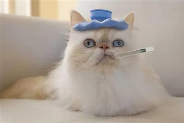 猫感冒打喷嚏能不能喂人用药，容易产生副作用甚至会中毒致死