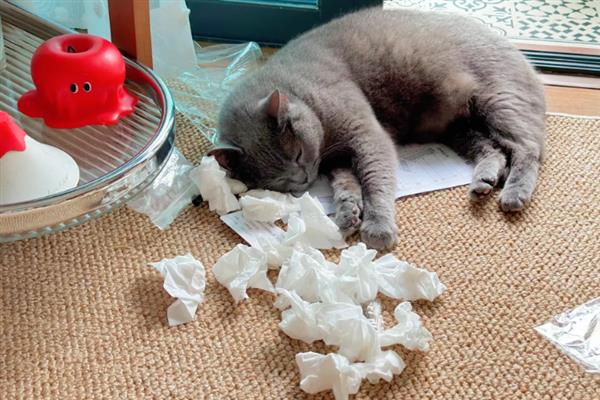 猫感冒打喷嚏能不能喂人用药，容易产生副作用甚至会中毒致死