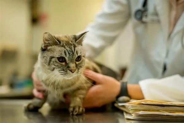 猫感冒打喷嚏能不能喂人用药，容易产生副作用甚至会中毒致死