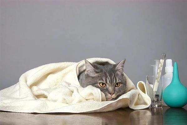 猫感冒打喷嚏能不能喂人用药，容易产生副作用甚至会中毒致死