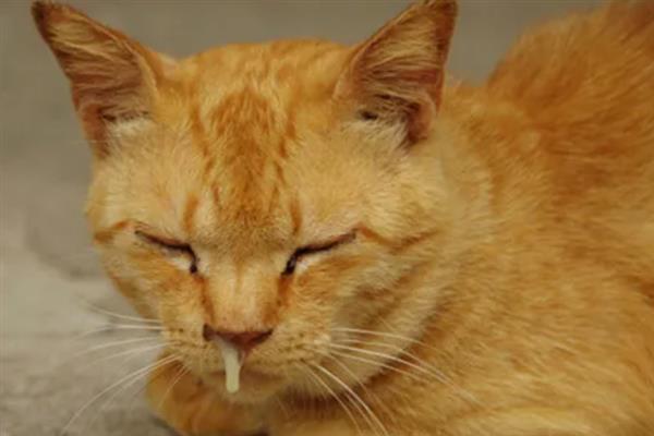 猫感冒打喷嚏能不能喂人用药，容易产生副作用甚至会中毒致死