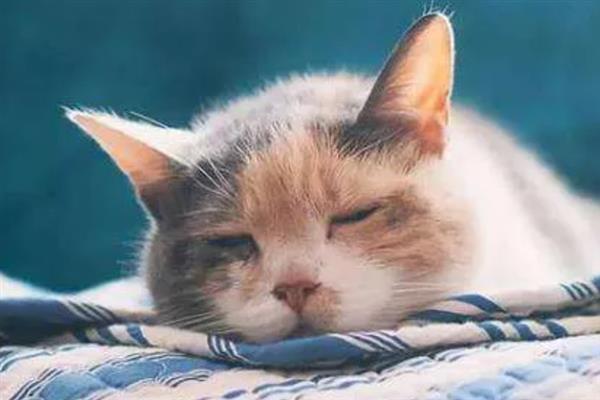 猫感冒打喷嚏能不能喂人用药，容易产生副作用甚至会中毒致死
