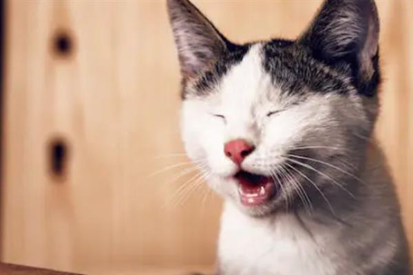 猫感冒打喷嚏能不能喂人用药，容易产生副作用甚至会中毒致死