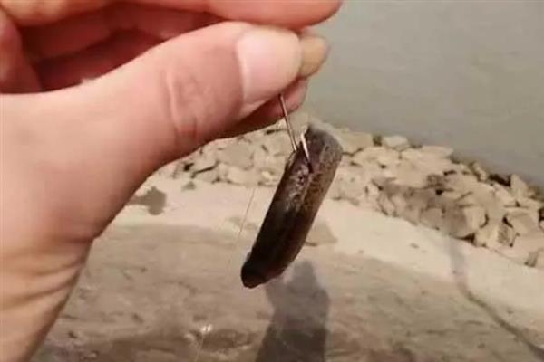 钓海鲈鱼的方法，主要采取以下3种方式