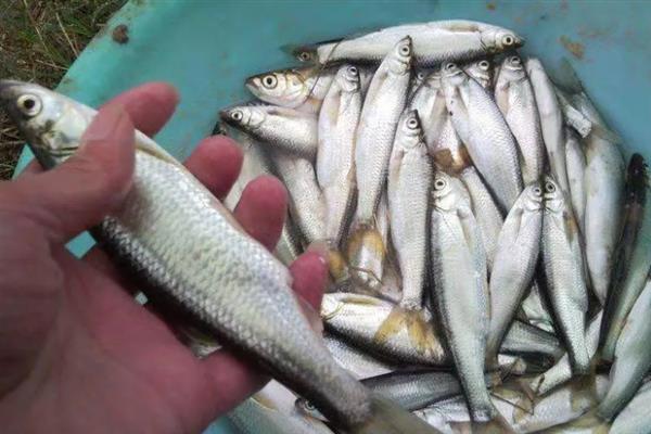 钓海鲈鱼的方法，主要采取以下3种方式
