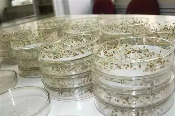蔬菜种子怎么防治病菌，根据防治对象用不同的药物浸种
