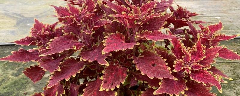 彩叶草的耐寒温度，可以忍耐5℃的低温