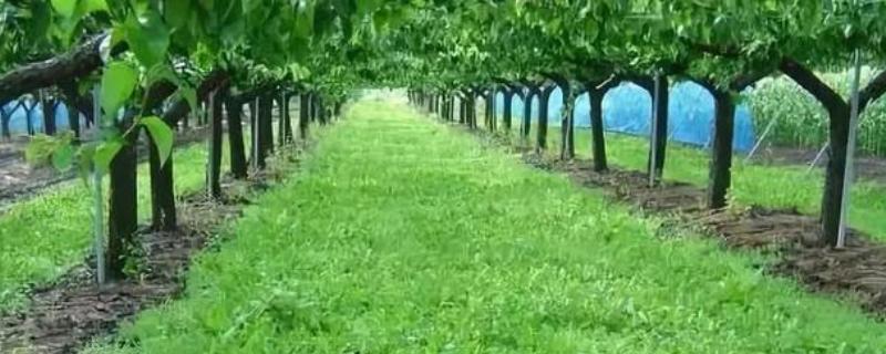 果农为什么要种草，有改良土壤的作用