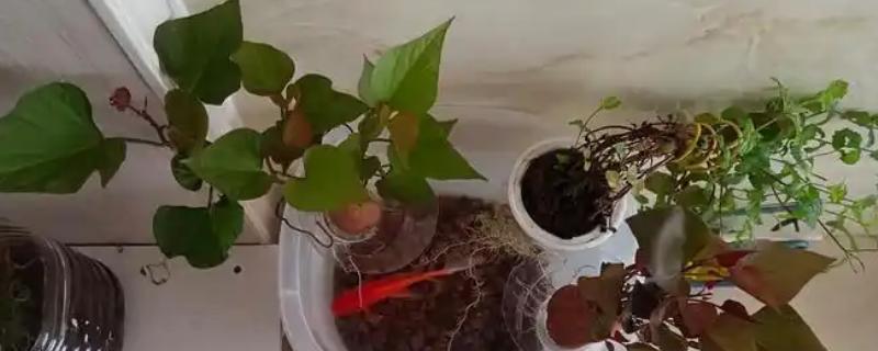 怎么水培红薯，平时要全天候提供光照