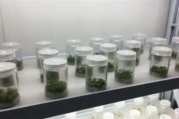 天堂鸟的繁殖方法，以播种、分株、组培为主